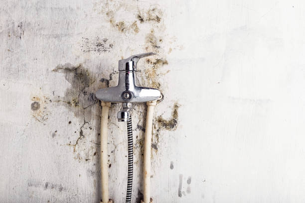 Best Emergency Mold Removal  in Mendon, UT