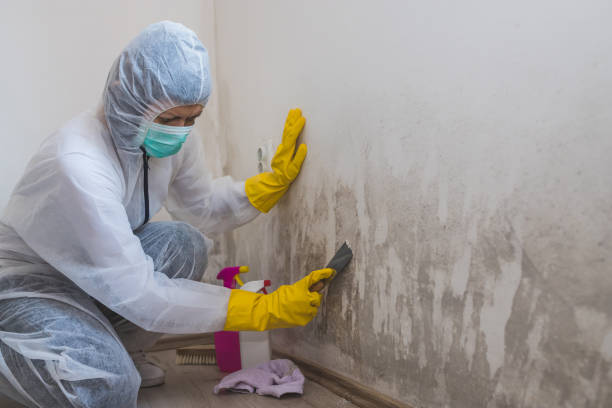 Best Mold Damage Repair  in Mendon, UT