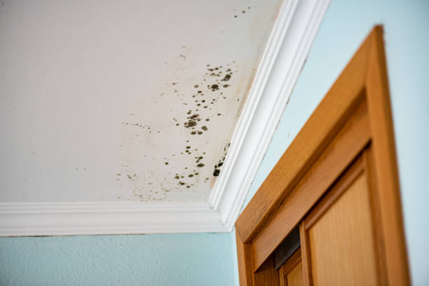 Mold Removal and Inspection in Mendon, UT