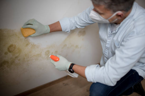 Best Professional Mold Removal  in Mendon, UT