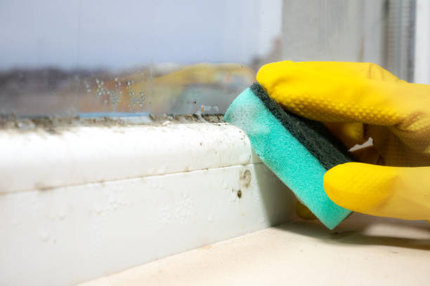 Best Black Mold Removal  in Mendon, UT