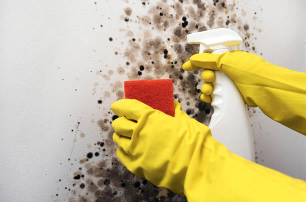 Best Mold Damage Repair  in Mendon, UT