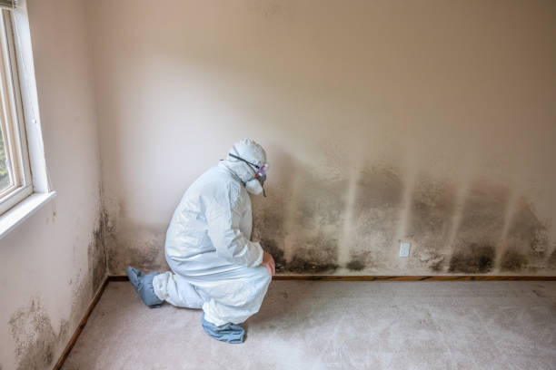 Home Mold Removal in Mendon, UT