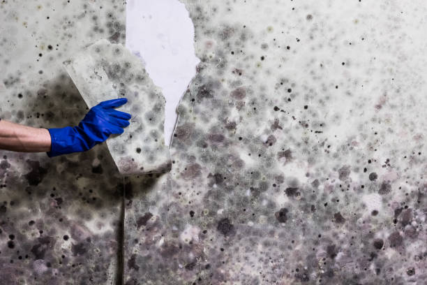Best Mold Cleaning Services  in Mendon, UT